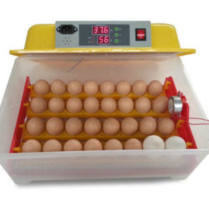 56 Egg Capacity Mini Egg Incubator